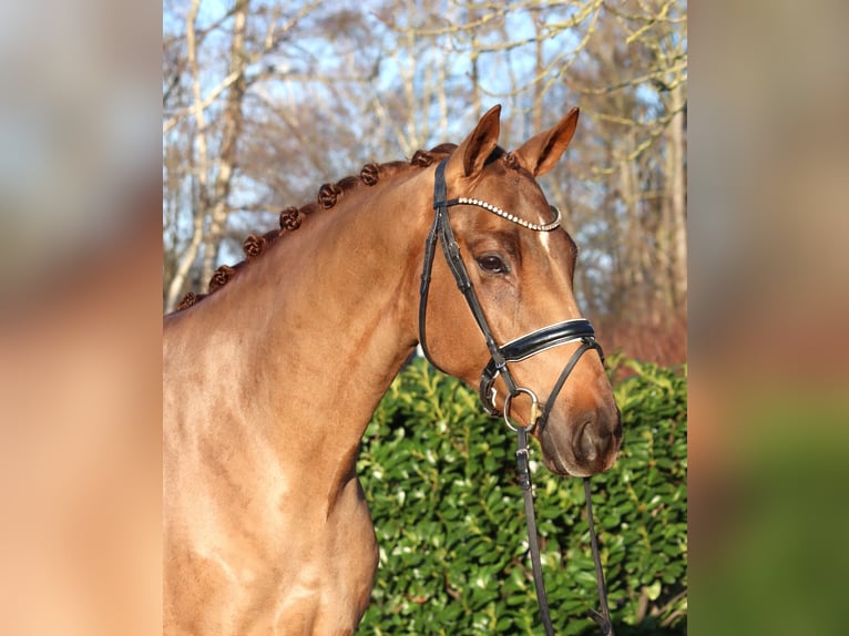 Hannoveraner Wallach 5 Jahre 168 cm Fuchs in Selsingen