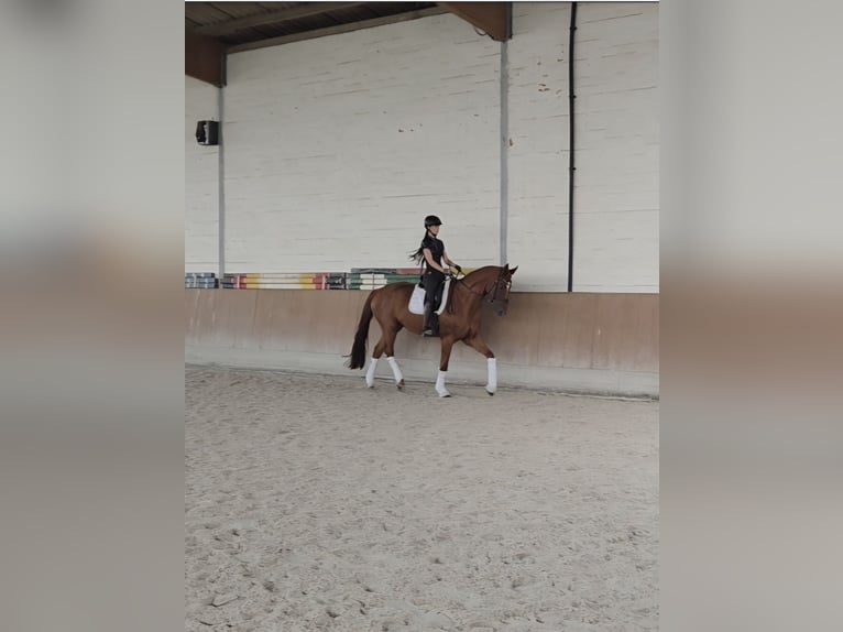Hannoveraner Wallach 5 Jahre 168 cm Fuchs in Wunstorf