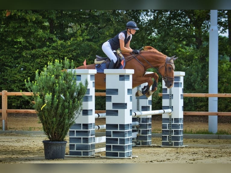 Hannoveraner Wallach 5 Jahre 168 cm Fuchs in Dornburg