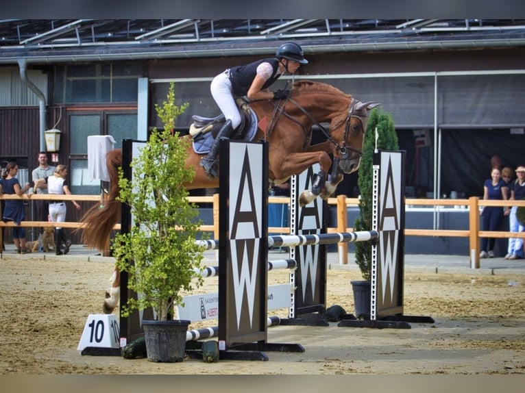 Hannoveraner Wallach 5 Jahre 168 cm Fuchs in Dornburg