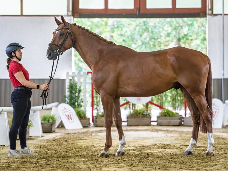 Hannoveraner Wallach 5 Jahre 168 cm Fuchs in Mnster-Handorf