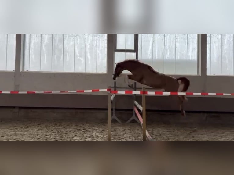 Hannoveraner Wallach 5 Jahre 168 cm Fuchs in Gütersloh