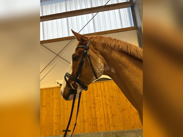 Hannoveraner Wallach 5 Jahre 168 cm Fuchs in Cuxhaven