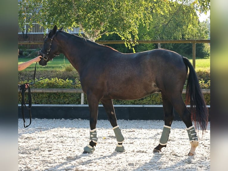 Hannoveraner Wallach 5 Jahre 168 cm Rappe in Bad Orb