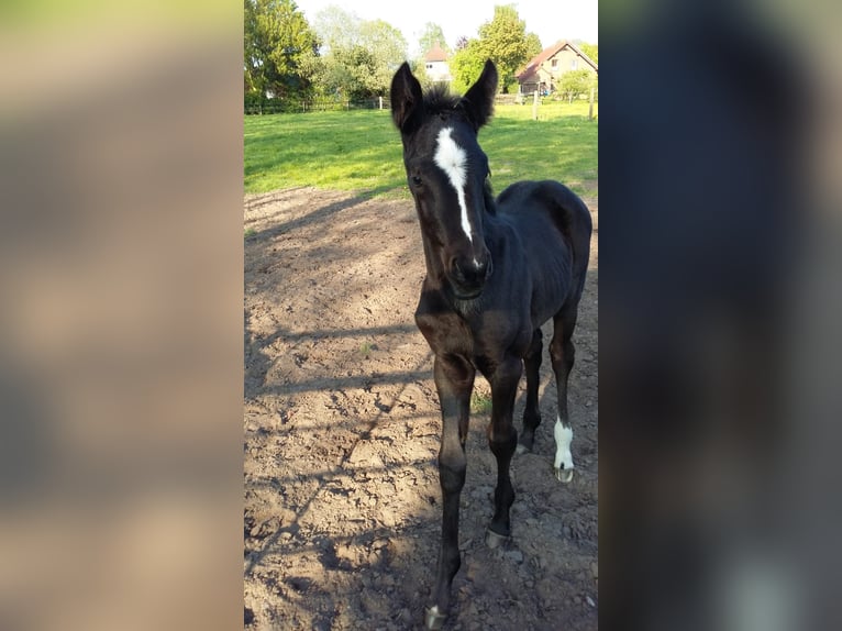 Hannoveraner Wallach 5 Jahre 168 cm Rappe in Bad Orb