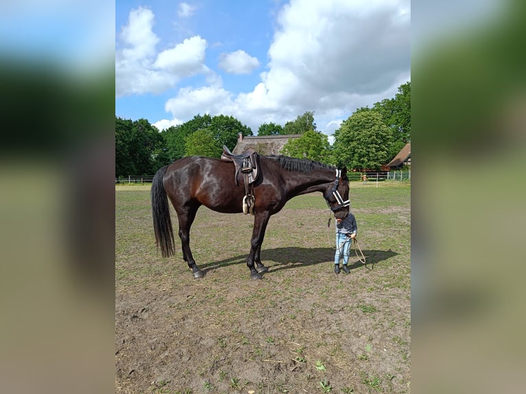 Hannoveraner Wallach 5 Jahre 168 cm Rappe in Schwarme