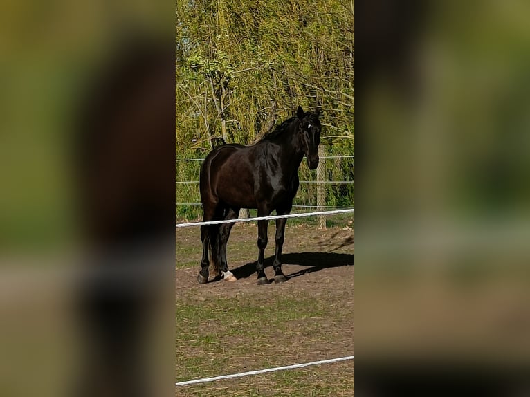 Hannoveraner Wallach 5 Jahre 168 cm Rappe in Schwarme