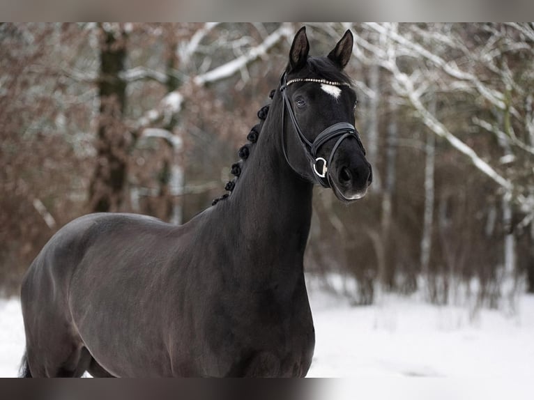 Hannoveraner Wallach 5 Jahre 168 cm Rappe in Lilienthal