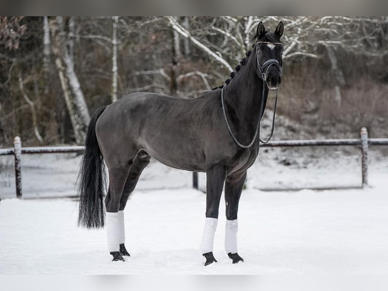 Hannoveraner Wallach 5 Jahre 168 cm Rappe in Lilienthal