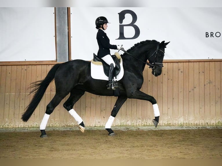 Hannoveraner Wallach 5 Jahre 168 cm Rappe in Riedstadt