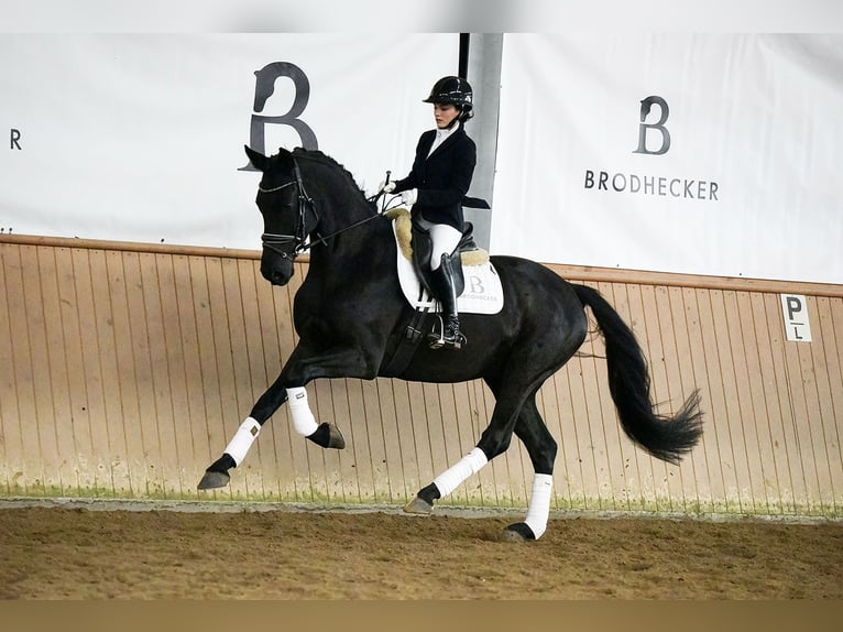 Hannoveraner Wallach 5 Jahre 168 cm Rappe in Riedstadt