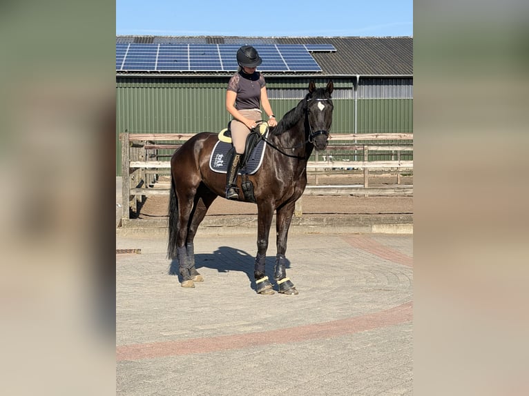 Hannoveraner Wallach 5 Jahre 168 cm Rappe in Weyhe