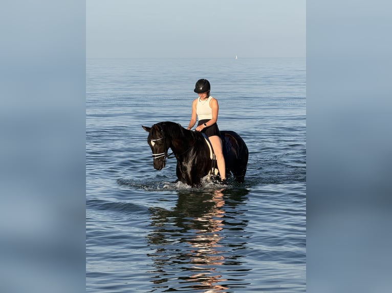 Hannoveraner Wallach 5 Jahre 168 cm Rappe in Weyhe