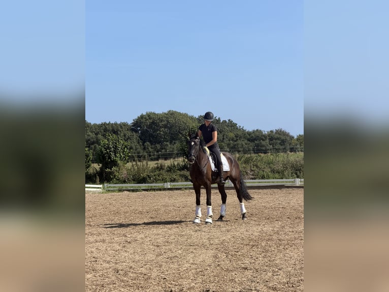 Hannoveraner Wallach 5 Jahre 168 cm Rappe in Weyhe