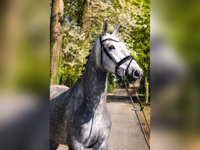 Hannoveraner Wallach 5 Jahre 168 cm Schimmel in Fürstenau