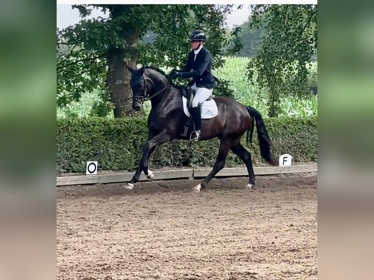 Hannoveraner Wallach 5 Jahre 168 cm Schwarzbrauner in Fleckeby