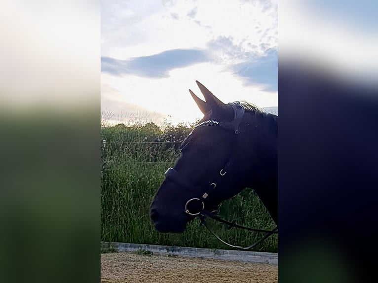 Hannoveraner Wallach 5 Jahre 168 cm Schwarzbrauner in B&#xF6;heimkirchen
