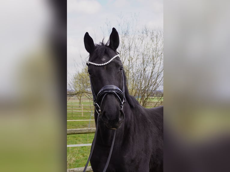 Hannoveraner Wallach 5 Jahre 168 cm Schwarzbrauner in Springe
