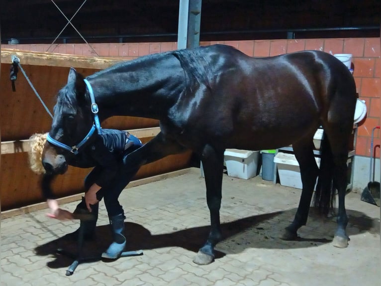 Hannoveraner Wallach 5 Jahre 168 cm Schwarzbrauner in Raben Steinfeld