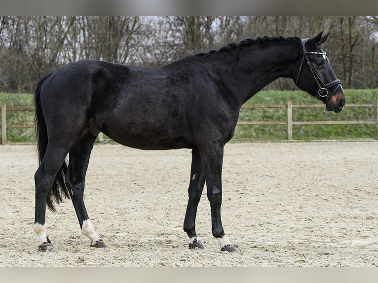 Hannoveraner Wallach 5 Jahre 168 cm Schwarzbrauner in Riedstadt