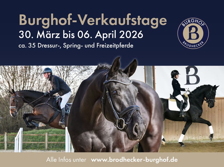 Hannoveraner Wallach 5 Jahre 168 cm Schwarzbrauner in Riedstadt