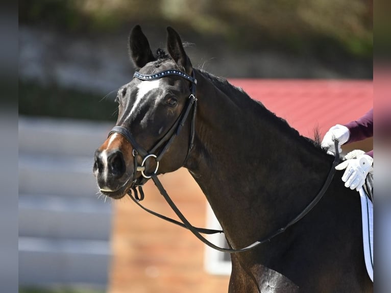 Hannoveraner Wallach 5 Jahre 168 cm Schwarzbrauner in Rouvres
