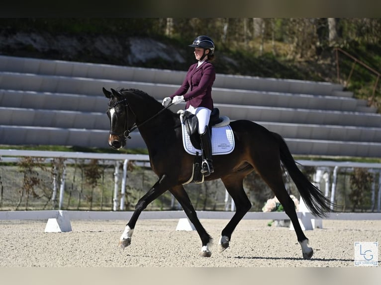 Hannoveraner Wallach 5 Jahre 168 cm Schwarzbrauner in Rouvres