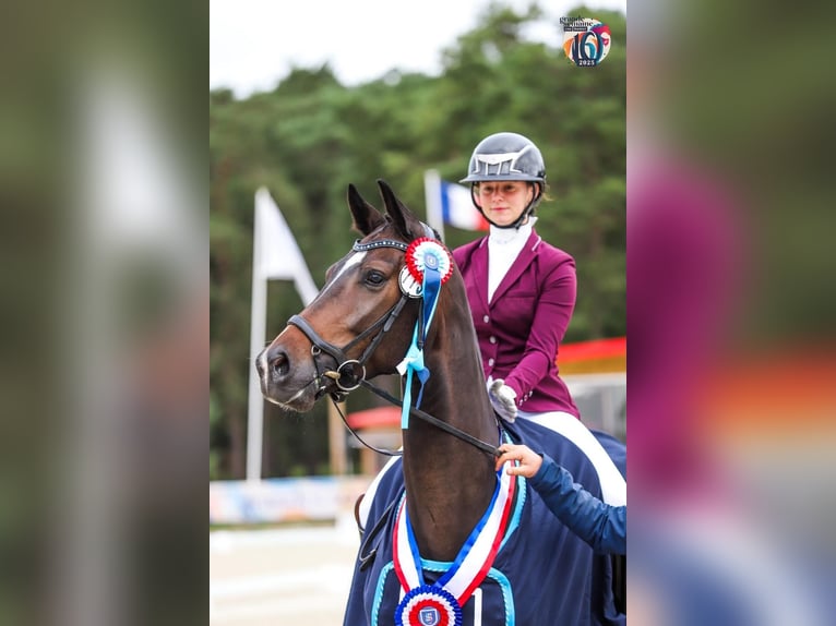 Hannoveraner Wallach 5 Jahre 168 cm Schwarzbrauner in Rouvres