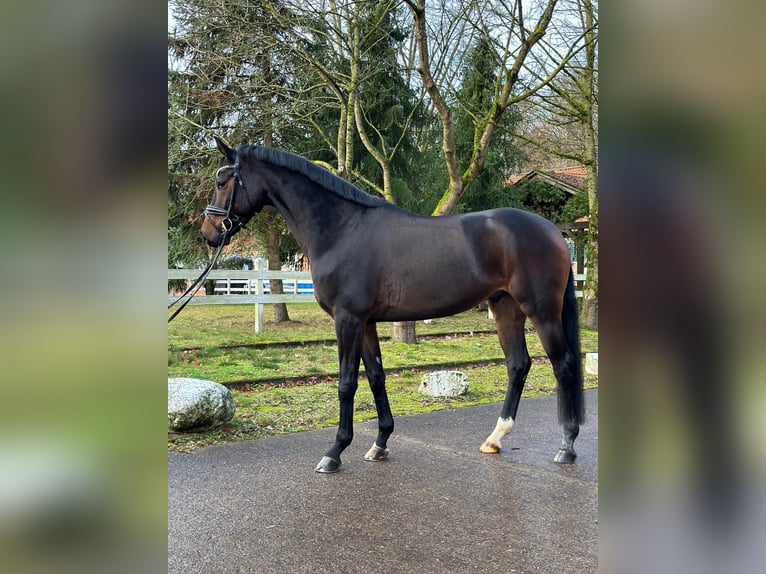 Hannoveraner Wallach 5 Jahre 168 cm Schwarzbrauner in Verden (Aller)