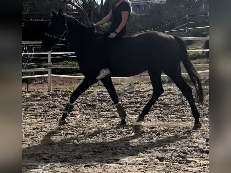Hannoveraner Wallach 5 Jahre 168 cm Schwarzbrauner in Seesen