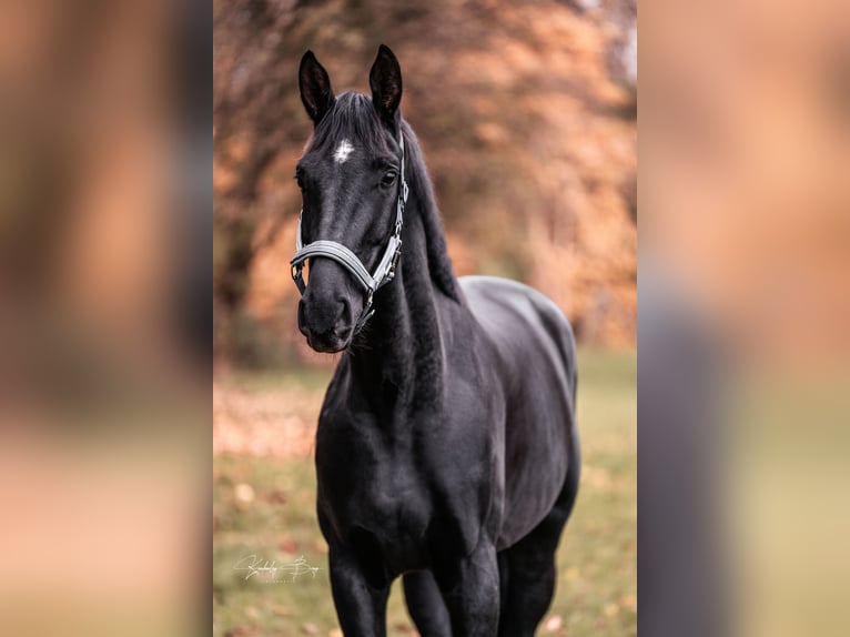 Hannoveraner Wallach 5 Jahre 168 cm Schwarzbrauner in Seesen