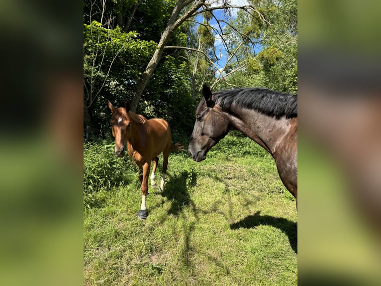 Hannoveraner Wallach 5 Jahre 168 cm Schwarzbrauner in Seesen