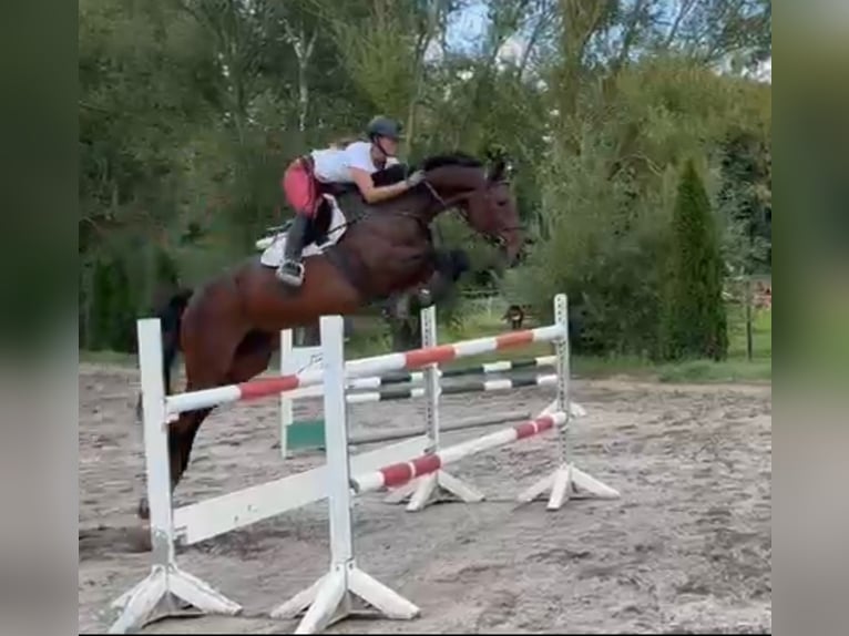 Hannoveraner Wallach 5 Jahre 168 cm in SimmershofenSimmershofen