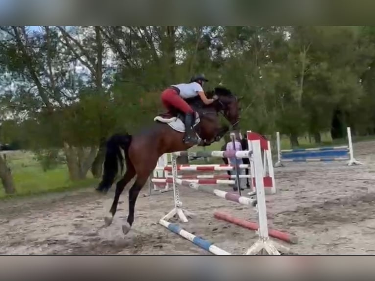 Hannoveraner Wallach 5 Jahre 168 cm in SimmershofenSimmershofen
