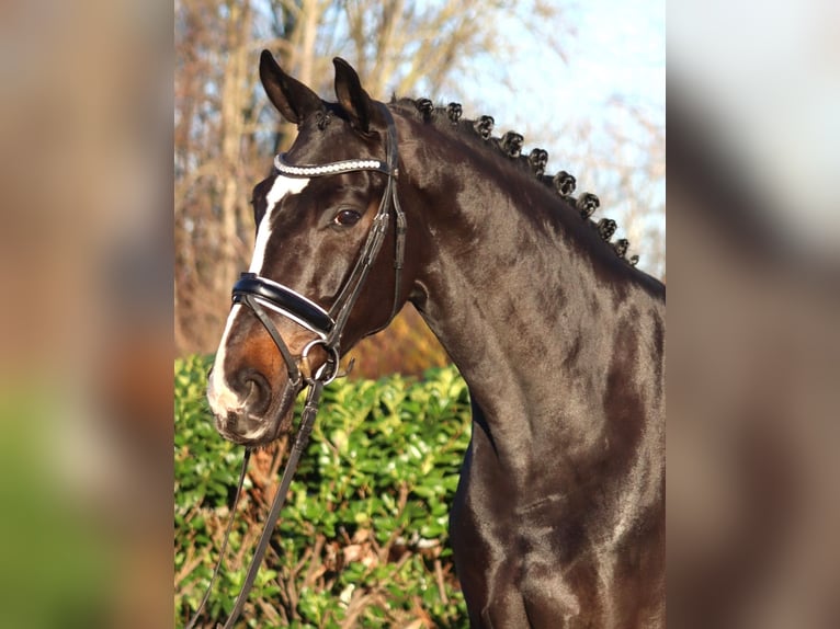 Hannoveraner Wallach 5 Jahre 169 cm Brauner in Selsingen