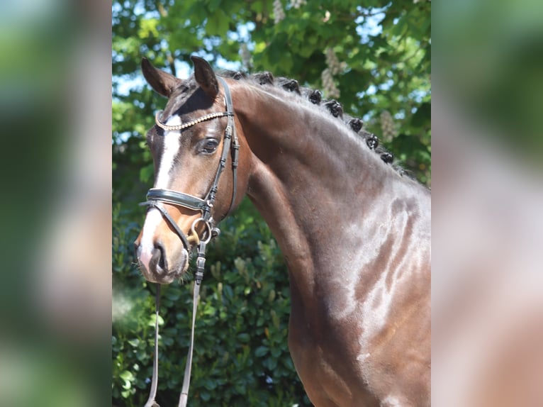Hannoveraner Wallach 5 Jahre 169 cm Brauner in Selsingen
