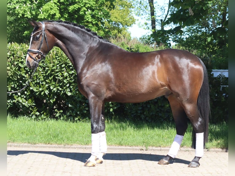 Hannoveraner Wallach 5 Jahre 169 cm Brauner in Selsingen