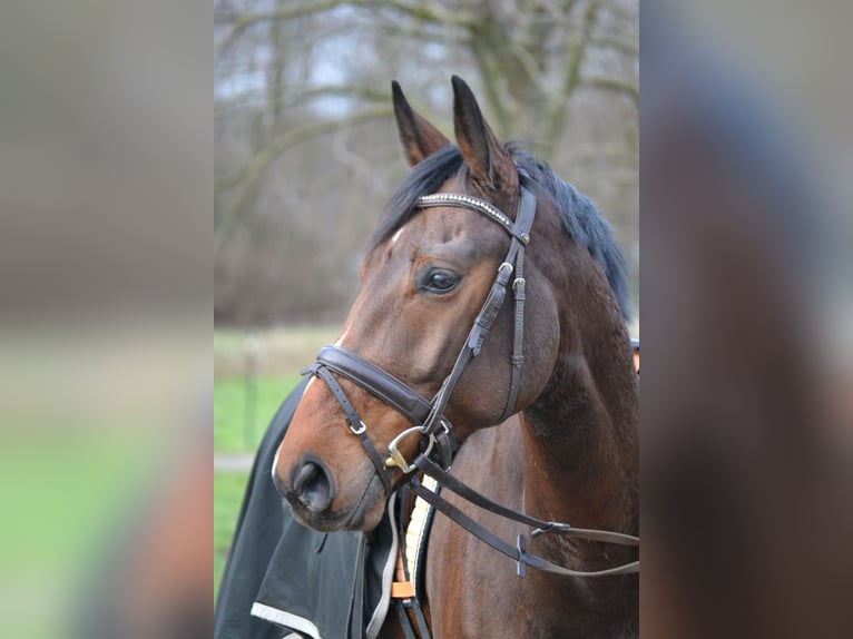 Hannoveraner Wallach 5 Jahre 169 cm Brauner in Moers