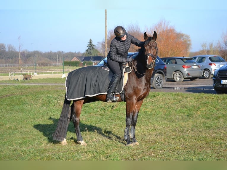 Hannoveraner Wallach 5 Jahre 169 cm Brauner in Moers
