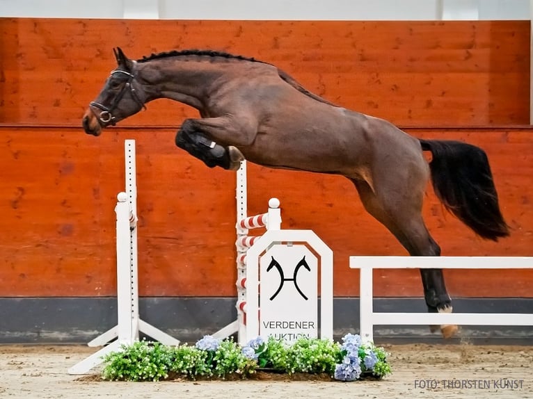 Hannoveraner Wallach 5 Jahre 169 cm Brauner in Verden