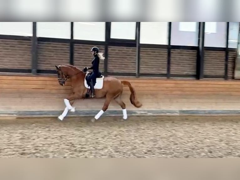 Hannoveraner Wallach 5 Jahre 169 cm Fuchs in Heidesheim am Rhein
