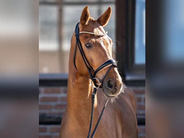 Hannoveraner Wallach 5 Jahre 169 cm Fuchs in Heidesheim am Rhein