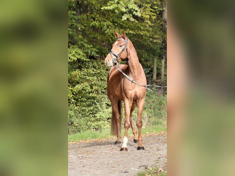 Hannoveraner Wallach 5 Jahre 169 cm Fuchs in Schenklengsfeld