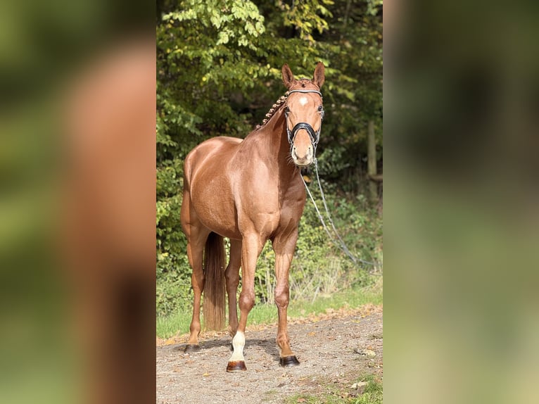 Hannoveraner Wallach 5 Jahre 169 cm Fuchs in Schenklengsfeld