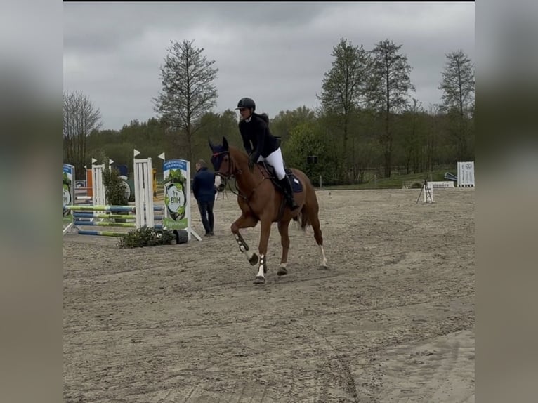 Hannoveraner Wallach 5 Jahre 169 cm Fuchs in Stuhr