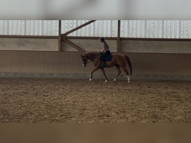 Hannoveraner Wallach 5 Jahre 169 cm Fuchs in Stuhr