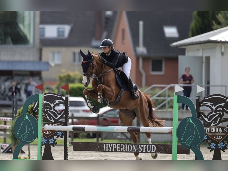 Hannoveraner Wallach 5 Jahre 169 cm Fuchs in Stuhr