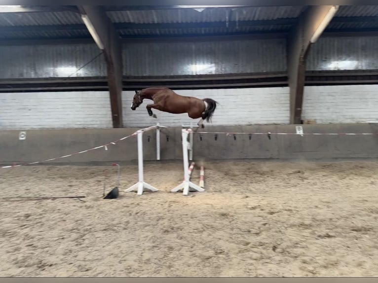 Hannoveraner Wallach 5 Jahre 169 cm Fuchs in Stuhr