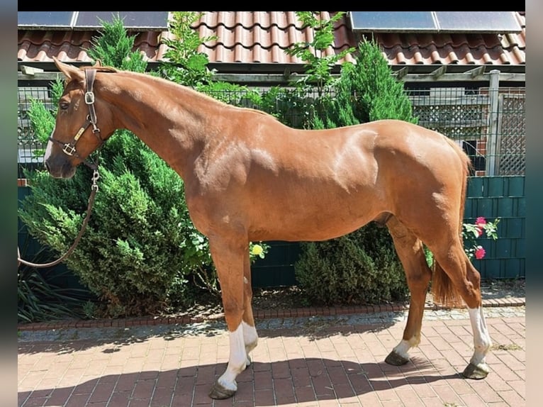 Hannoveraner Wallach 5 Jahre 169 cm Fuchs in Stuhr