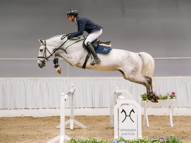 Hannoveraner Wallach 5 Jahre 169 cm Fuchs in Verden